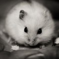 /album/csak-ugy-/cuki-jpg/