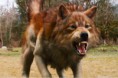 /album/csak-ugy-/jacob-wolf-jpg/